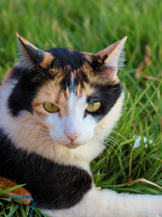 Cat Tricolor Laying down on Grass in the Home Garden at Sunset