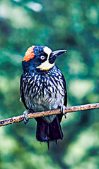 Acorn Woodpecker Perched on Branch in Natural Habitat