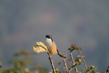 Long tailed shrike on the branch