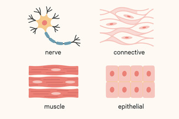 Four basic types of human body tissue. Educational chart with nerve, connective, muscle, and epithelial tissues. Anatomy and biology vector illustration set for science.