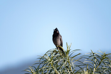 red vented bulbul on the branch