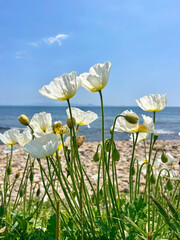 White Amur poppies bloom in Akhlestyshev Bay on Russian Island in Vladivostok in June. Russia