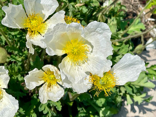 White Amur poppies bloom in Akhlestyshev Bay on Russian Island in Vladivostok in June. Russia