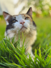Cat Tricolor Laying down on Grass in the Home Garden at Sunset