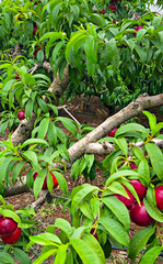 Nectarine Tree Laden with Ripe Red Fruit in Orchard
