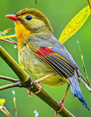 Colorful Red-billed Leiothrix Perched on Bamboo Branch