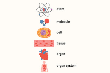 Biological organization levels vector diagram. Science infographic of life hierarchy from atom, molecule, cell, tissue, organ to human organ system. Educational illustration concept.