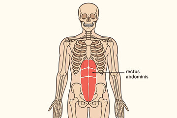 Rectus abdominis muscle anatomy vector illustration. Anterior view of human torso with skeleton and abdominal muscles. Medical diagram for education, science, and fitness. Six-pack abs concept.