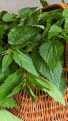 Nettle in a wicker basket. The green leaves show the textured surface of the nettles. Herbs for alternative medicine.
