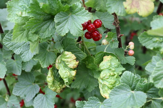 Redcurrants berries hang among green damaged leaves. The aphid cryptomyzus ribis causes galls on the leaves. Red currant diseases and pests