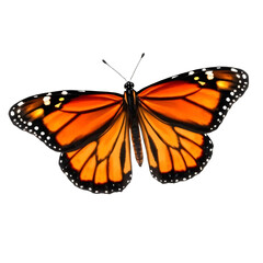 Obraz premium Beautiful orange butterfly isolated on transparent background