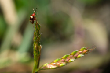 Macro Photograph of a Spotted Red Beetle on Grass Seed Head – Close-Up Insect on Natural Blurred Background