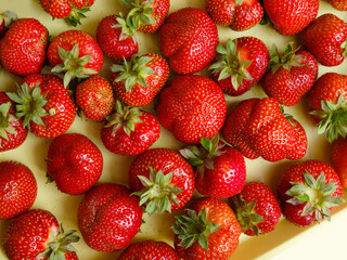 Feine süsse Erdbeeren reife Früchte zur Erntezeit
