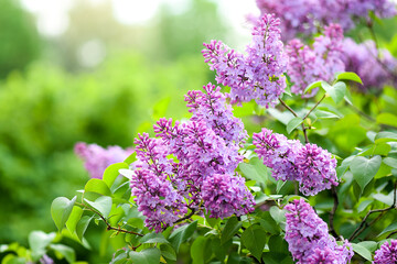 lilac flowers on a green background