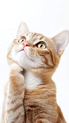 Obraz premium cat-meme916_154