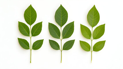Fototapeta premium green leaves isolated on white background
