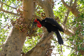Bucorve du Sud, Grand calao terrestre,  Bucorvus leadbeateri, Southern Ground Hornbill