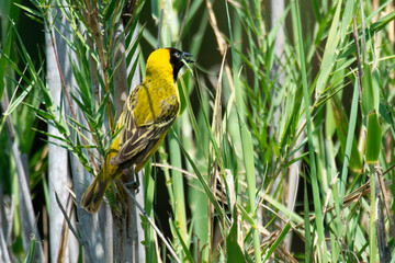 Tisserin intermédiaire,.Ploceus intermedius, Lesser Masked Weaver