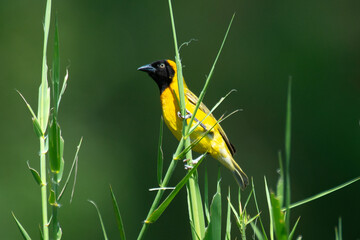 Tisserin intermédiaire,
Ploceus intermedius, Lesser Masked Weaver