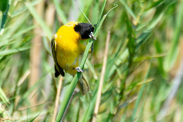 Tisserin intermédiaire,.Ploceus intermedius, Lesser Masked Weaver