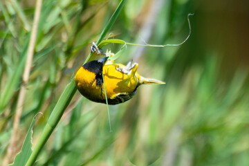 Tisserin intermédiaire,.Ploceus intermedius, Lesser Masked Weaver