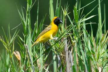 Tisserin intermédiaire,
Ploceus intermedius, Lesser Masked Weaver