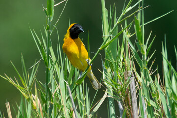 Tisserin intermédiaire,
Ploceus intermedius, Lesser Masked Weaver