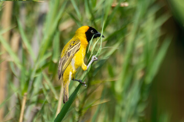 Tisserin intermédiaire,.Ploceus intermedius, Lesser Masked Weaver