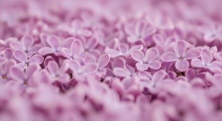 Obraz premium Delicate light purple lilac blossoms filling the frame with soft floral beauty