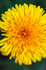 Macro Yellow dandelion flower at nature green background