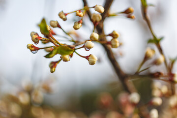 Beautiful spring tree blossoms. Plum tree flowers. Spring Design. Blooming branch at spring garden. Easter banner. Spring flowers reason of allergy.