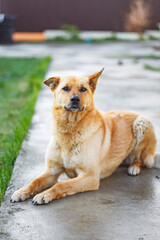 cute dog lying on the road looking at the camera