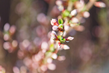 Beautiful spring tree blossoms. Plum tree flowers. Spring Design. Blooming branch at spring garden. Easter banner. Spring flowers reason of allergy.