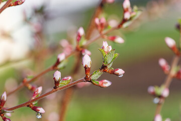 Beautiful spring tree blossoms. Plum tree flowers. Spring Design. Blooming branch at spring garden. Easter banner. Spring flowers reason of allergy.