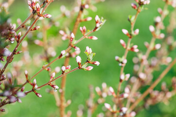 Beautiful spring tree blossoms. Plum tree flowers. Spring Design. Blooming branch at spring garden. Easter banner. Spring flowers reason of allergy.