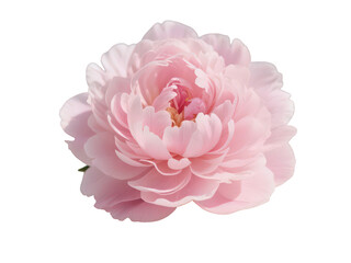 A delicate blush pink peony, isolated on transparent background, unfolds its silken petals in a soft light