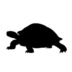 a black turtle on a white background black, silhouette, turtle