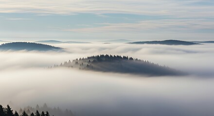 Foggy Forest Landscape with Trees Emerging From Mist and Cloudy Sky