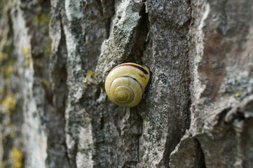 A snail in his natural habitat.