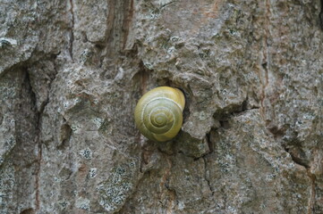 A snail in his natural habitat.