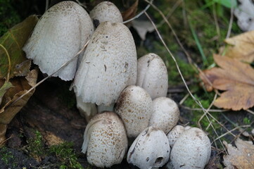 Coprinopsis / Coprinus on forest floor.