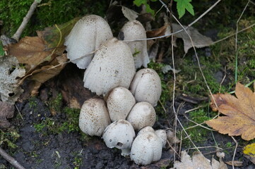 Coprinopsis / Coprinus on forest floor.