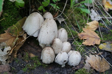 Coprinopsis / Coprinus on forest floor.