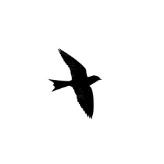 a black silhouette of a bird flying in the sky bird, black, flight, fly, silhouette, sky, wing