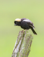 Bobolink male perched on a fence post in Ottawa, Canada