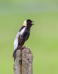 Bobolink male perched on a fence post in Ottawa, Canada