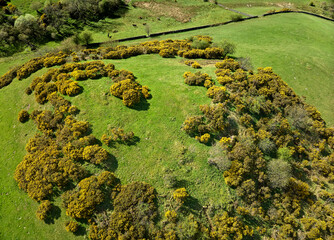 blooming gorse on a pasture in Scotland, UK