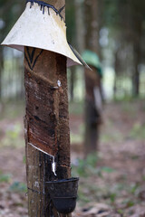 Collect of latex in a rubber tree plantation in the highlands region. Kontum. Vietnam.
