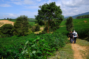 Cassava plantation on a rural  farm.  Kontum. Vietnam.