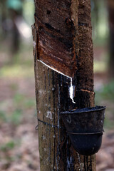 Collect of latex in a rubber tree plantation in the highlands region. Kontum. Vietnam.